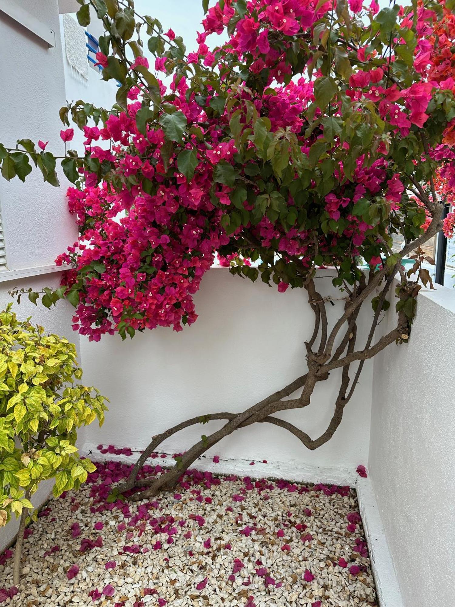 Arto Blanco Agua Amarga (Almeria)